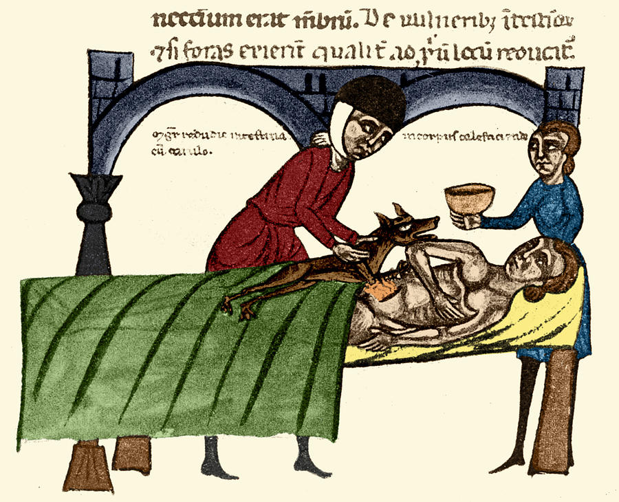 Surgery, Dead Dog Warming Wound, 1300 #1 Photograph by Wellcome Images