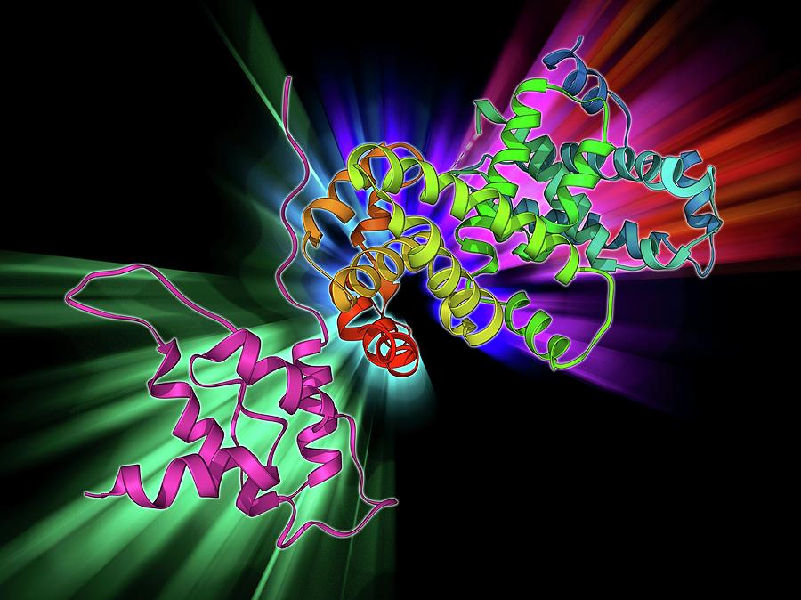 Sv40 Antigen And Tumor Suppressor Photograph by Laguna Design