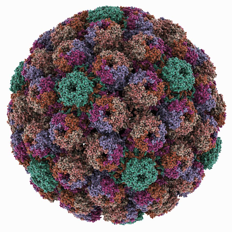 SV40 virus capsid, molecular model Photograph by Science Photo Library