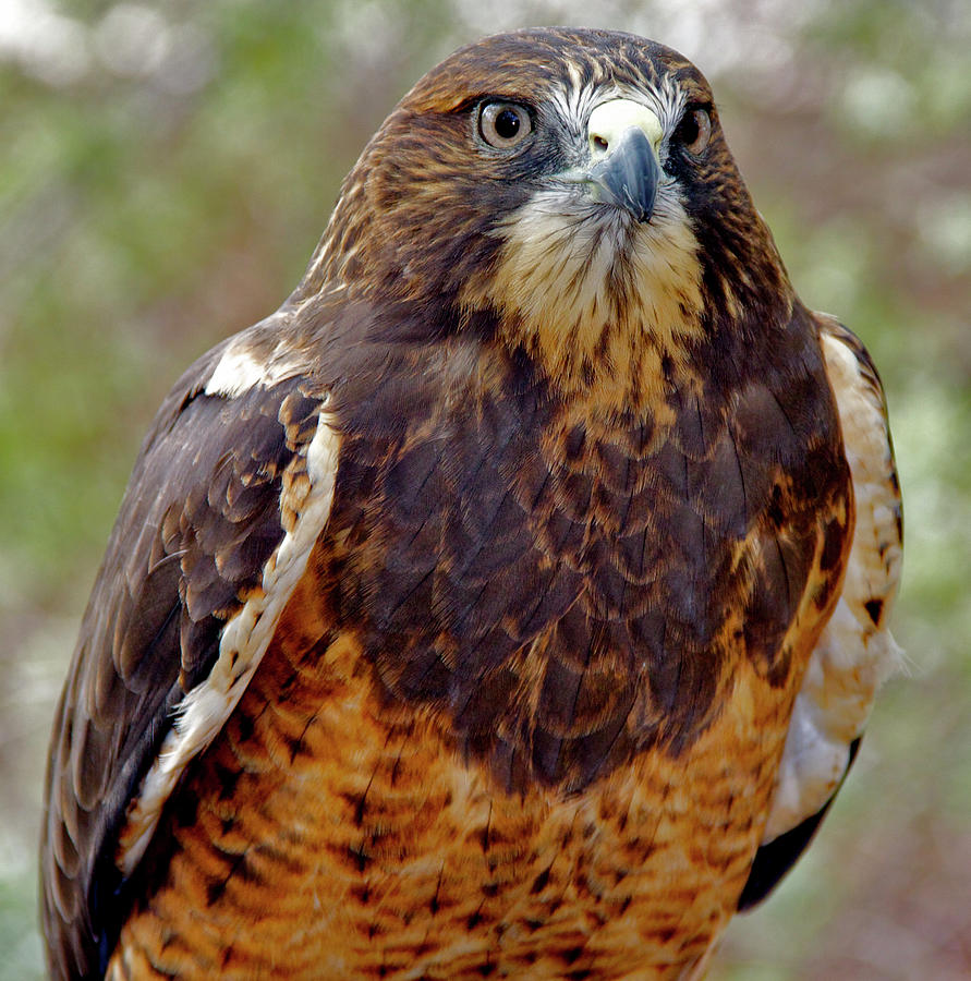 Swainsons Hawk Photograph by Ed Riche