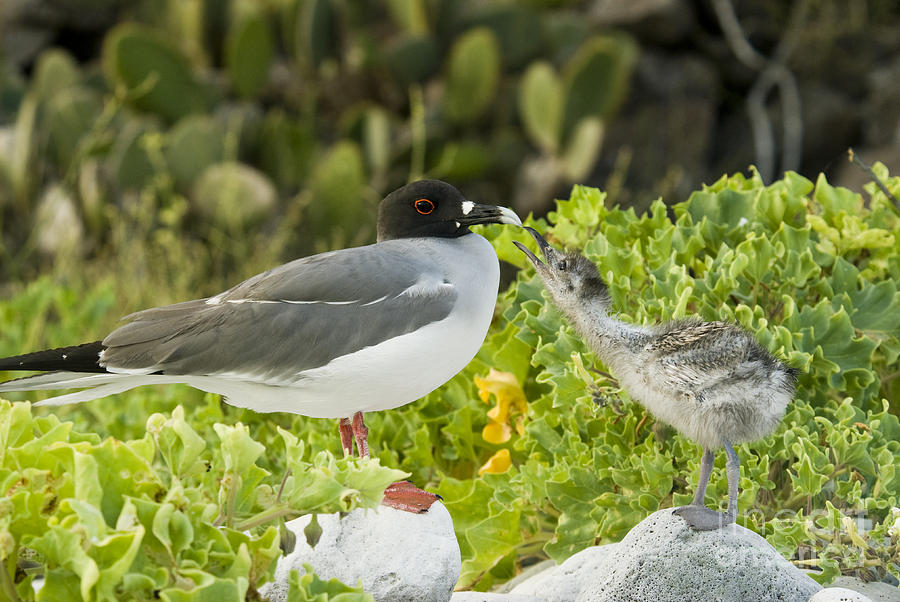 Swallow-tailed Gull Chick And Adult #1 Photograph by William H. Mullins