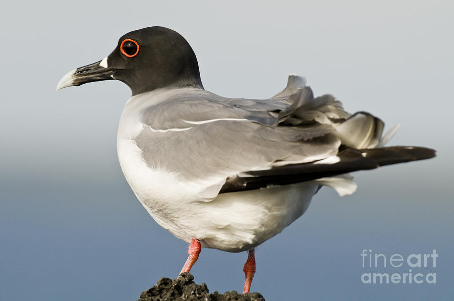 Swallow-tailed Gull #1 Photograph by William H. Mullins