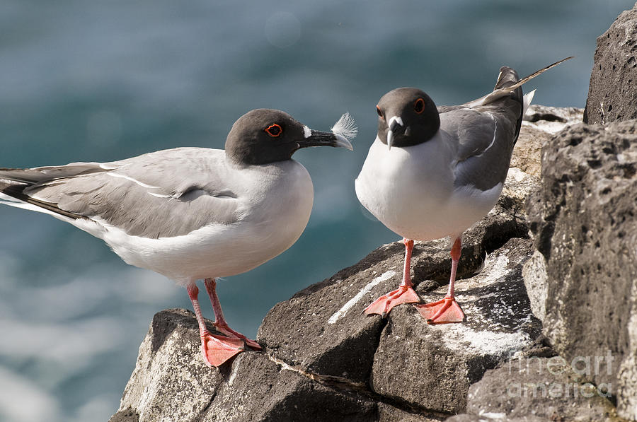 Bird Photograph - Swallow-tailed Gulls #1 by William H. Mullins