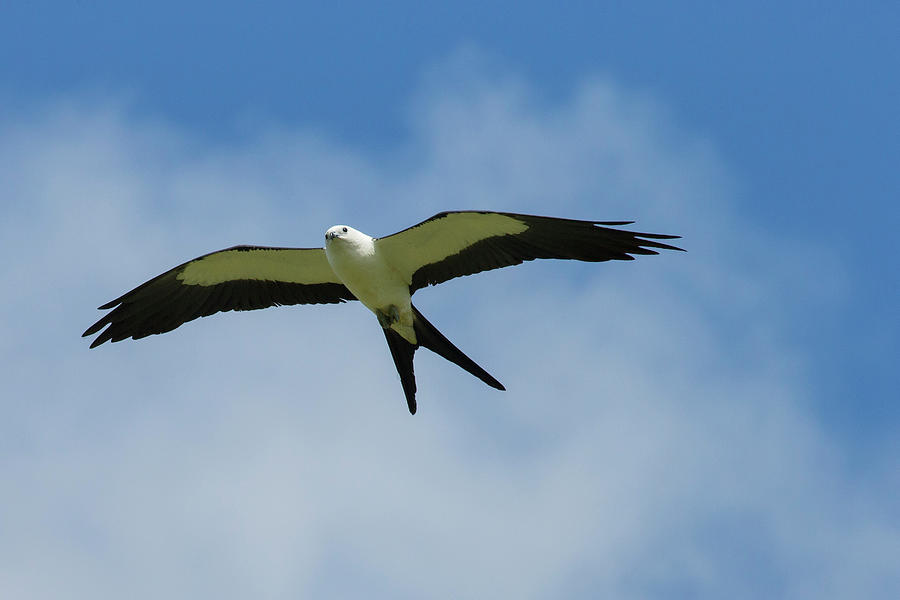 Swallow-tailed Kite In Flight #1 Photograph by Maresa Pryor