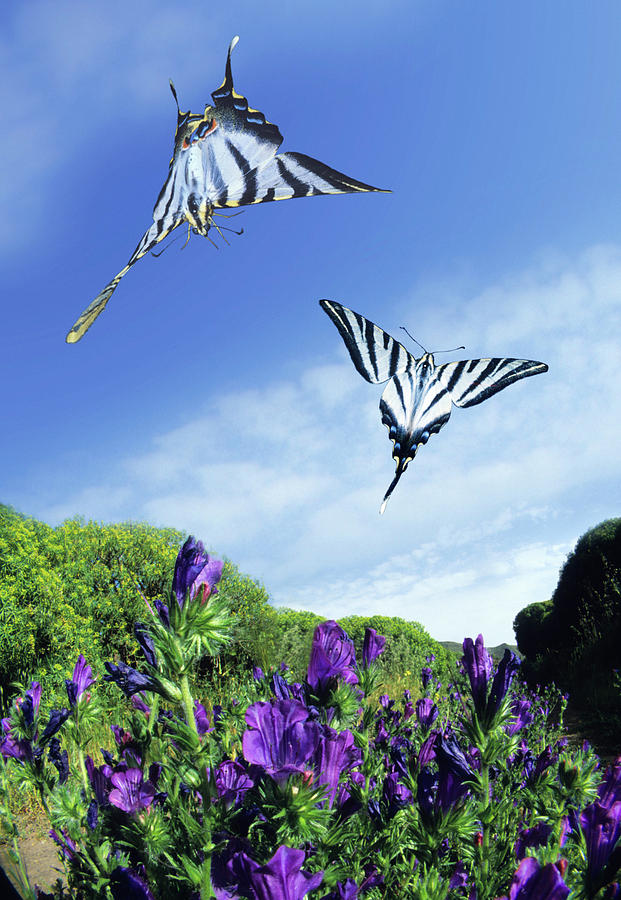 Swallowtail Butterflies In Flight #1 Photograph by Dr. John Brackenbury/science Photo Library