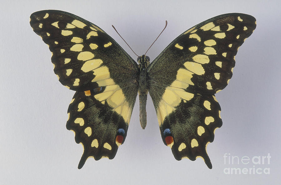 Swallowtail Butterfly #1 Photograph by Barbara Strnadova