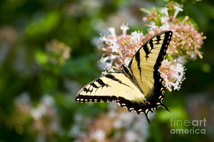 Swallowtail Butterfly Feeding on Abelia #1 Photograph by Jill Lang