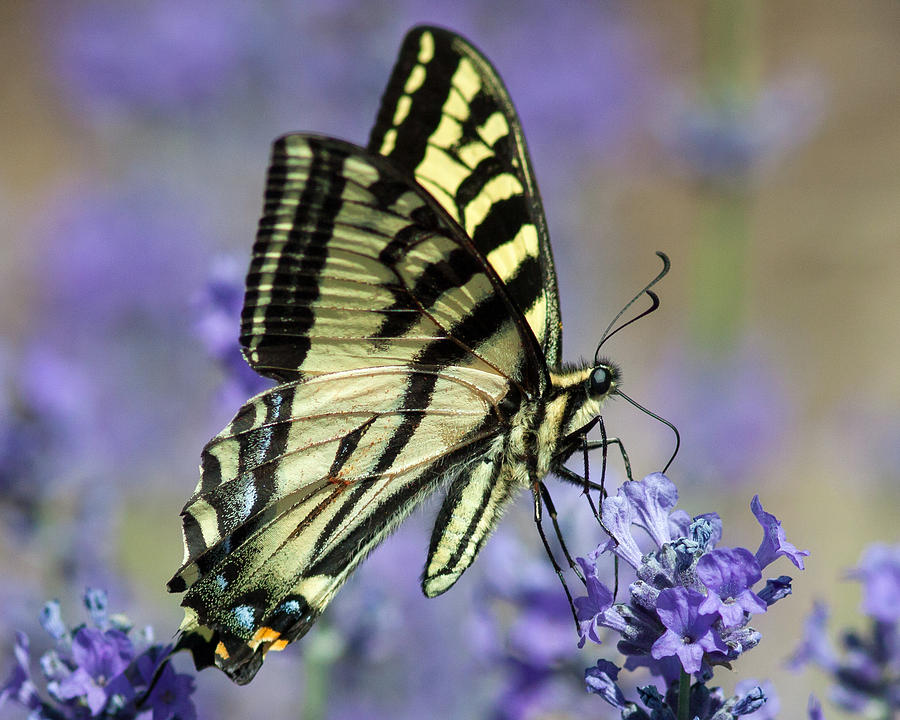 Swallowtail Butterfly #1 Photograph by Jack Bell