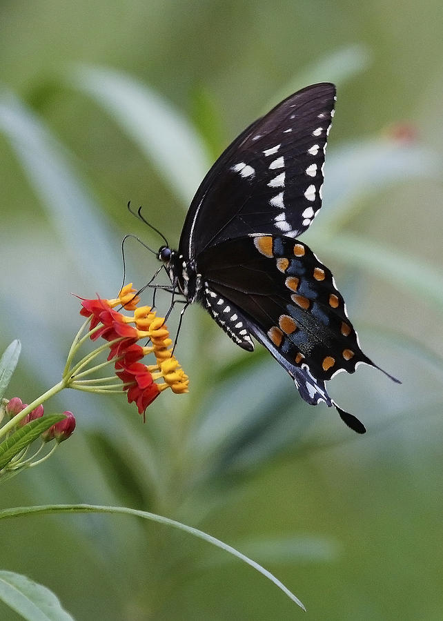 Swallowtail Butterfly #1 Photograph by Luana K Perez