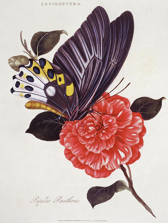 Swallowtail Butterfly #1 Photograph by Natural History Museum, London/science Photo Library