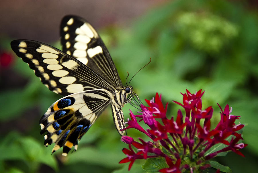 Swallowtail Butterfly Photograph By Saija Lehtonen