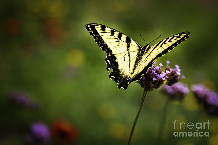 Swallowtail Butterfly #2 Photograph by Timothy Hacker