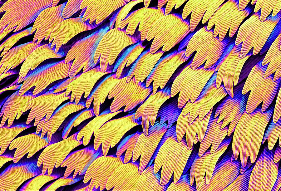 Swallowtail Butterfly Wing Scales #1 Photograph by Susumu Nishinaga