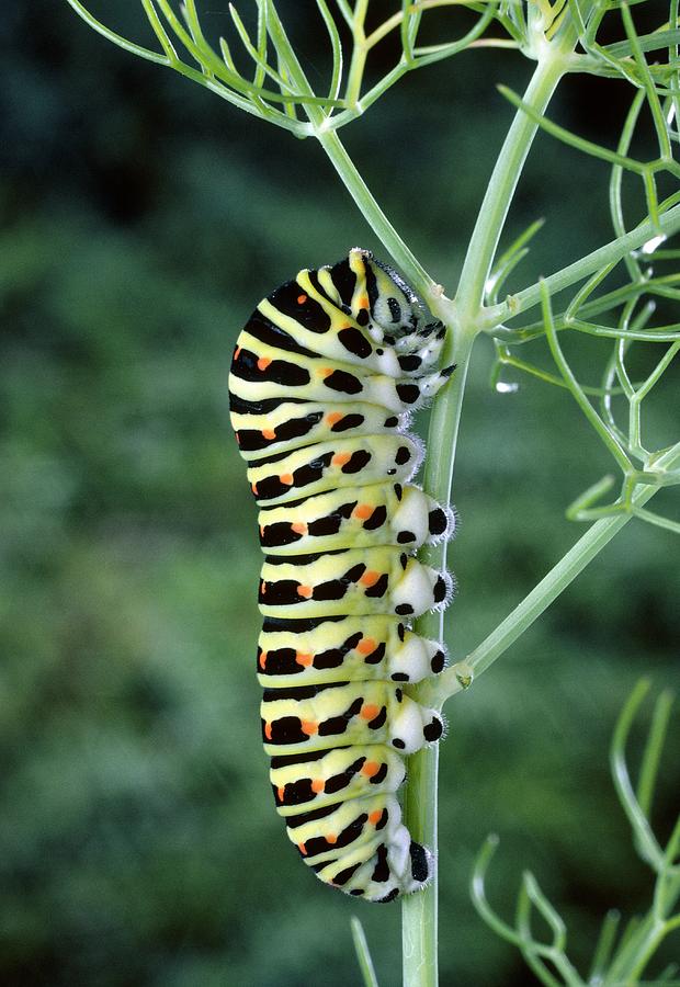 Swallowtail Caterpillar #1 Photograph by Perennou Nuridsany