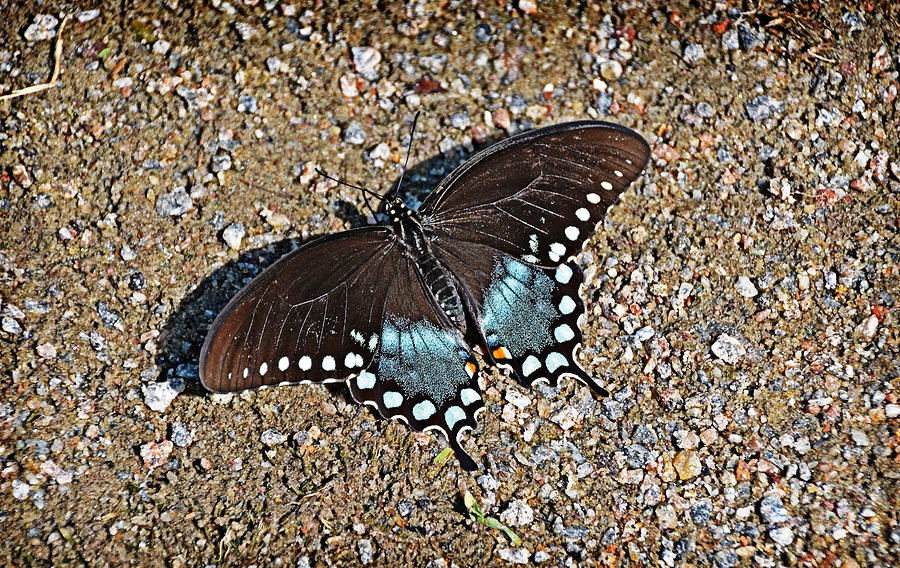 Swallowtail #1 Photograph by Linda Brown