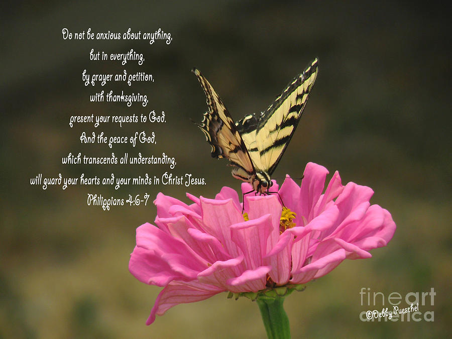 Butterfly Photograph - Swallowtail on a Zinnia Scripture by Debby Pueschel