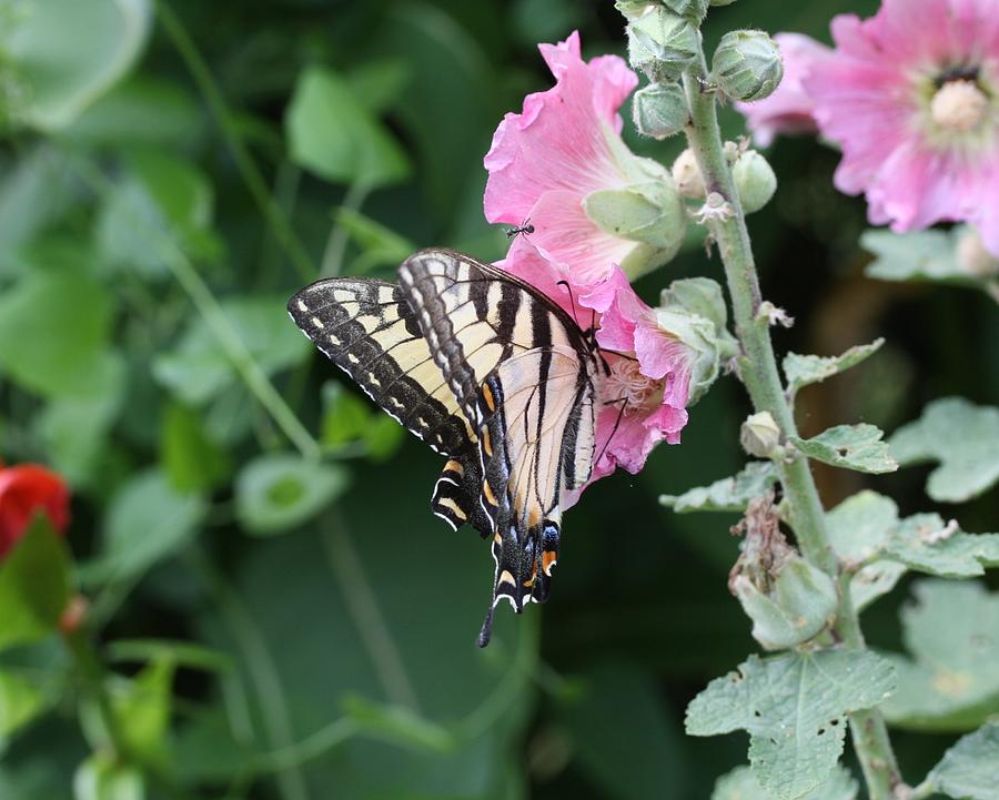 Swallowtail on Hollyhock #2 Photograph by Lucinda VanVleck