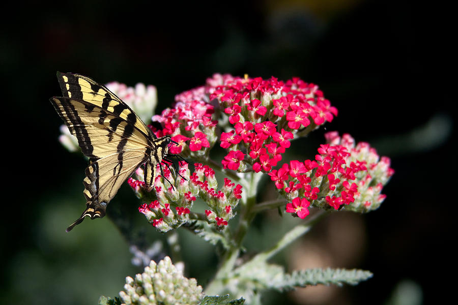 Swallowtail on Red Yarrow Photograph by Vanessa Thomas