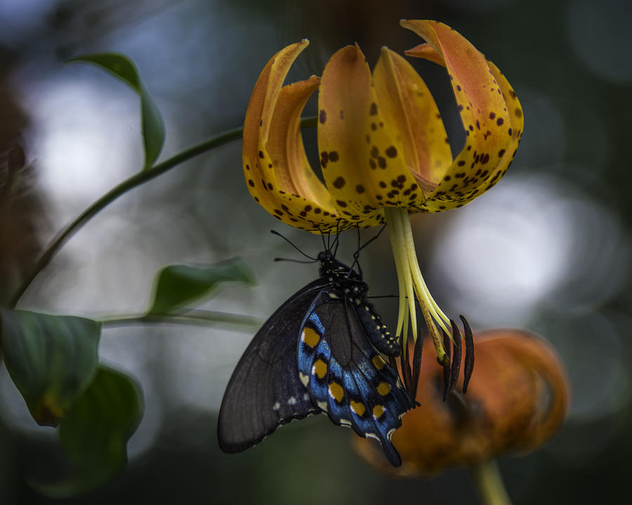 Swallowtail On Turks Cap Photograph by Donald Brown