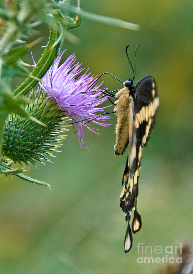 Swallowtail Profile #1 Photograph by Cheryl Baxter