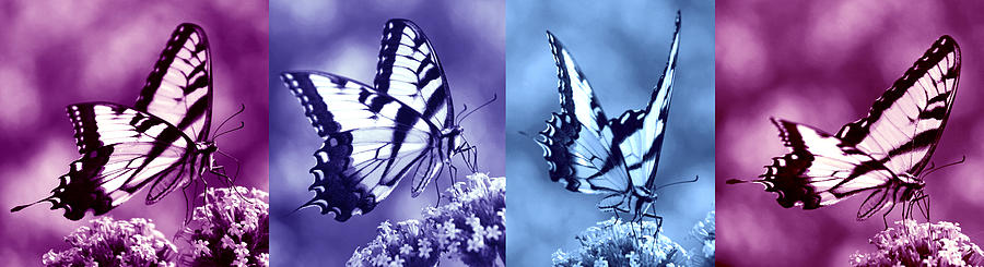 Swallowtail Sweetness Sequence #1 Photograph by Leda Robertson