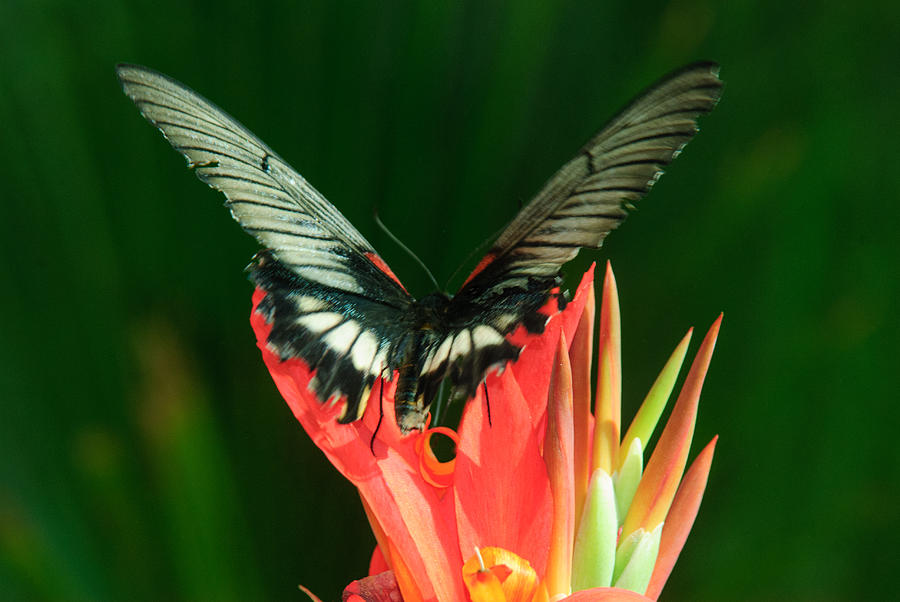 Swallowtail #1 Photograph by Tam Ryan