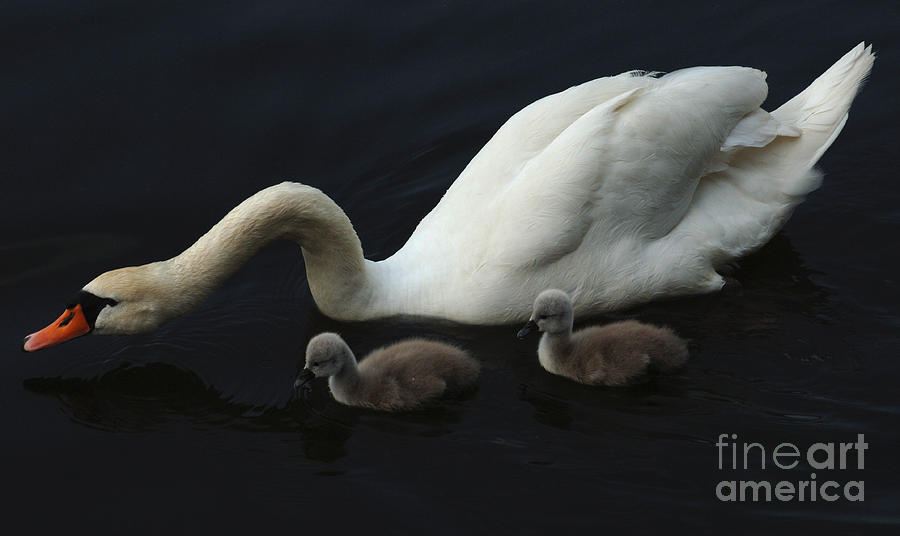 Swan Elegance #2 Photograph by Bob Christopher