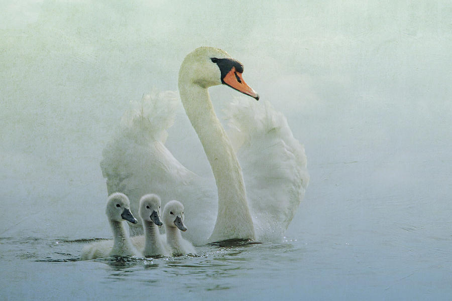 Swan Photograph - Swan Family #1 by Betty Wiley