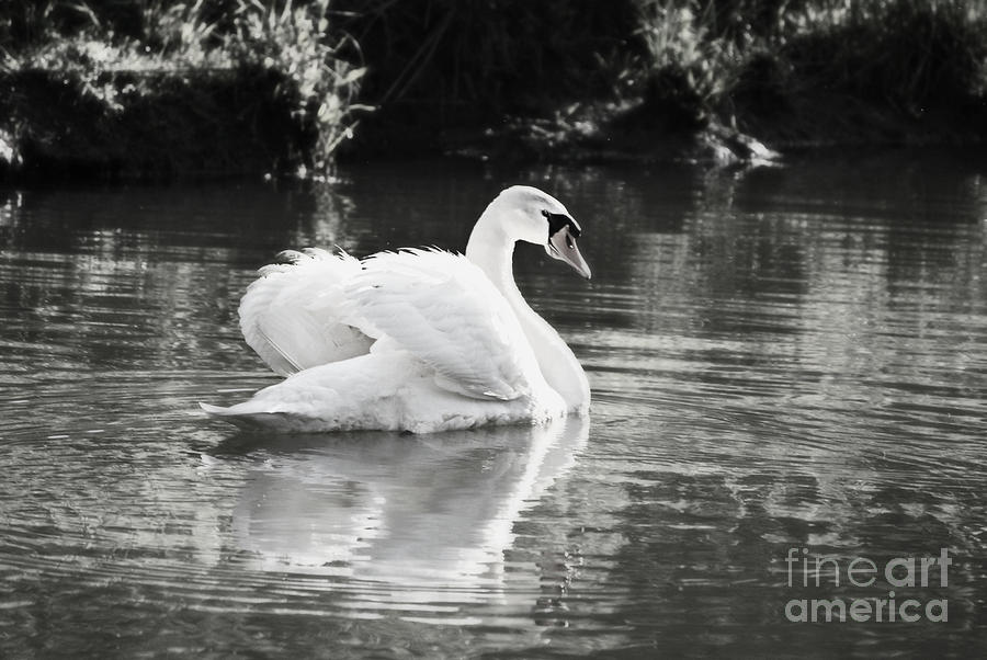 Swan in Black and White #1 Photograph by Lila Fisher-Wenzel