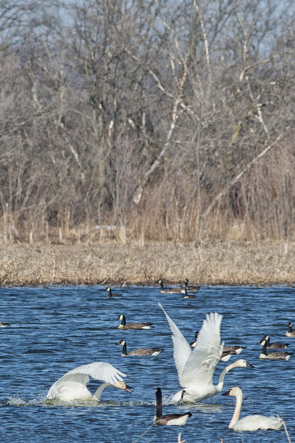 Swan in Dane County #1 Photograph by Natural Focal Point Photography