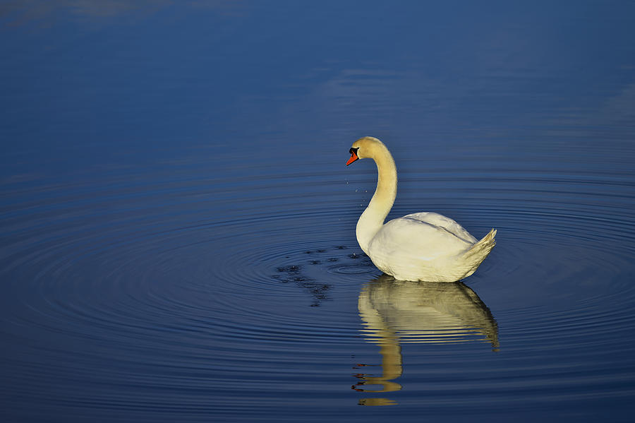 Swan #1 Photograph by Ivan Slosar
