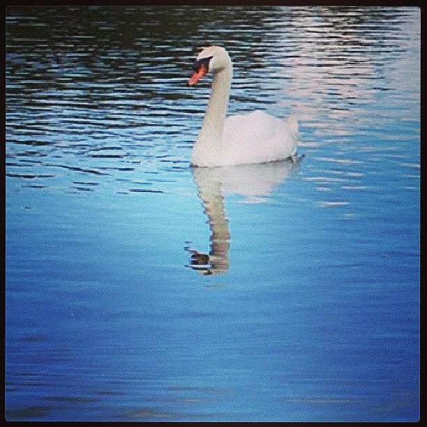 Animal Photograph - #swan #lake #pond #bird #serene #1 by Siobhan Macrae
