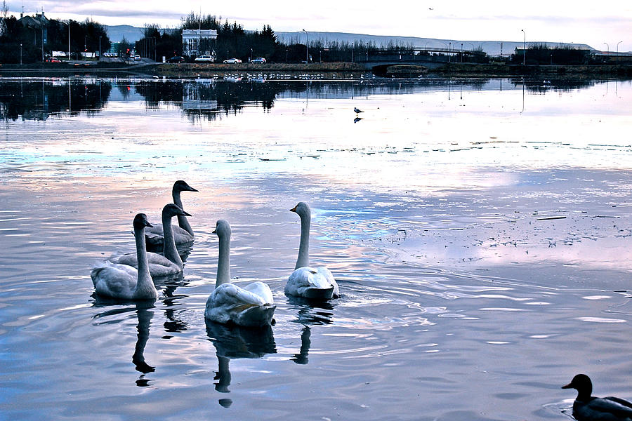 Swan Lake #1 Photograph by HweeYen Ong