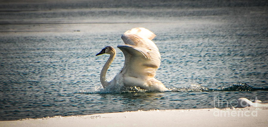 Swan Landing #1 Photograph by Grace Grogan