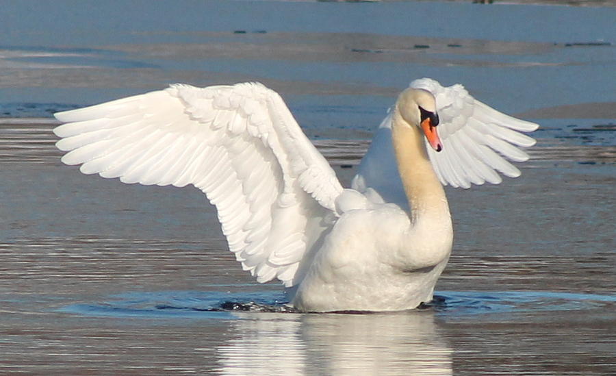 Swan Photograph - Swan #1 by Lori Rossi