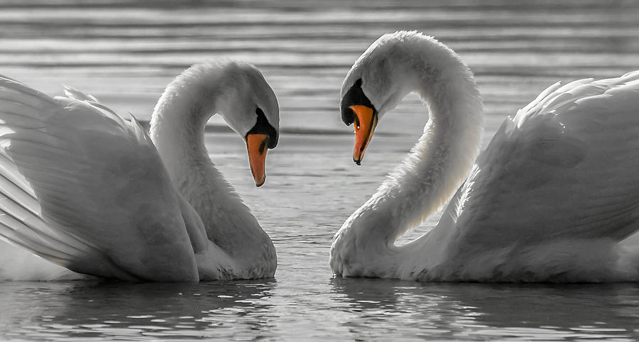 Swan Love 2 Photograph by Brian Stevens