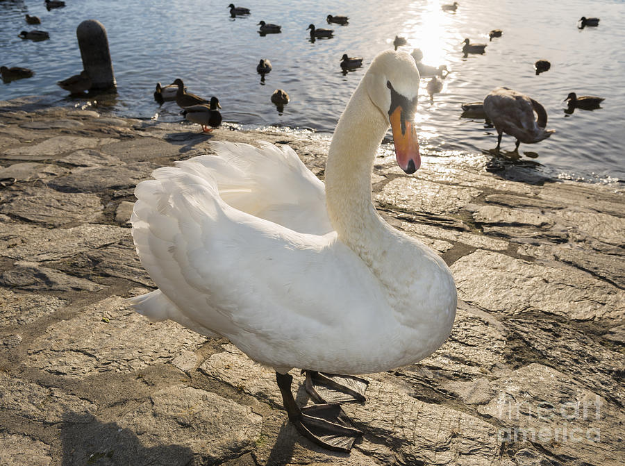 Swan #1 Photograph by Mats Silvan
