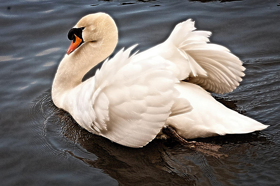 Swan One Photograph