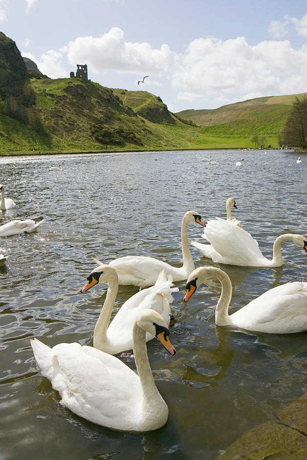Swans #1 Photograph by Gustoimages/science Photo Library