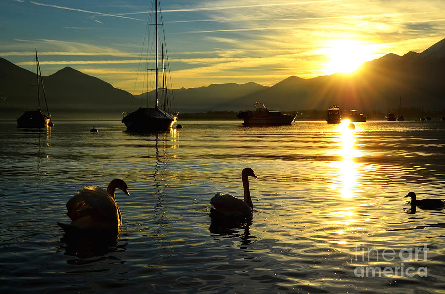 Swan Photograph - Swans in sunset #1 by Mats Silvan