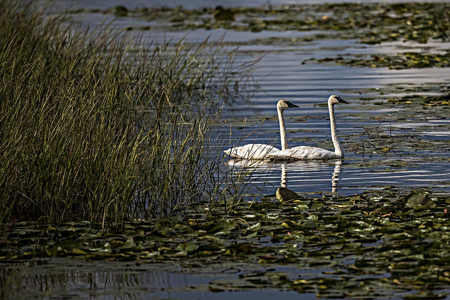 Swans #1 Photograph by Paul Freidlund