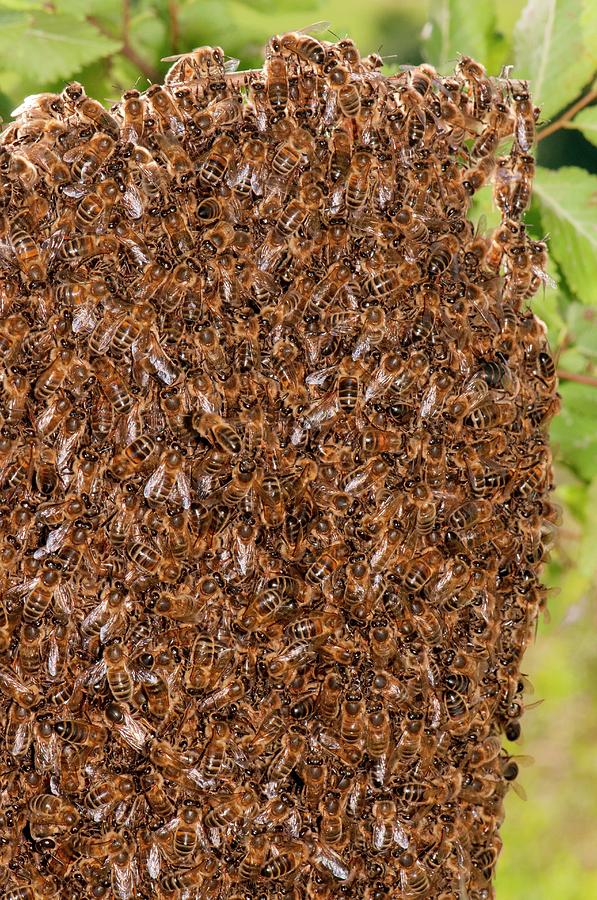 Swarm Of Honey Bees #1 Photograph by Dr. John Brackenbury