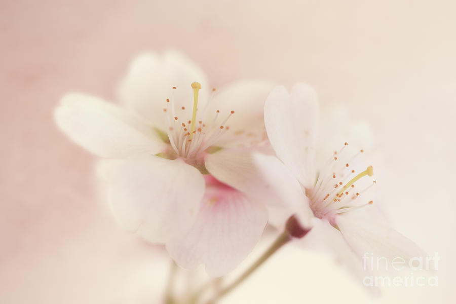 Sweet Blossom Photograph