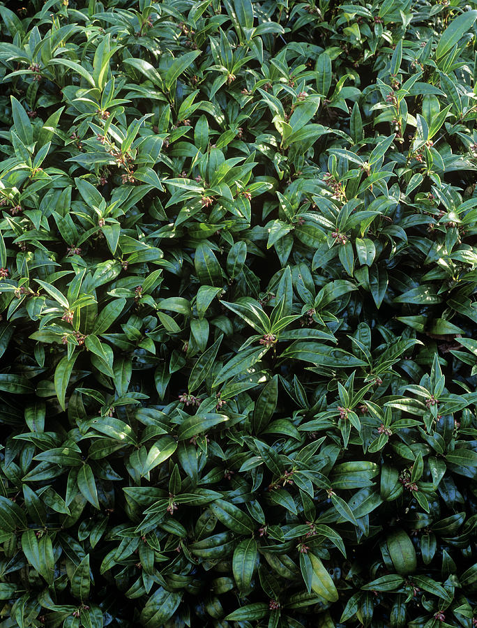 Sweet Box (sarcococca Saligna) #1 by Science Photo Library