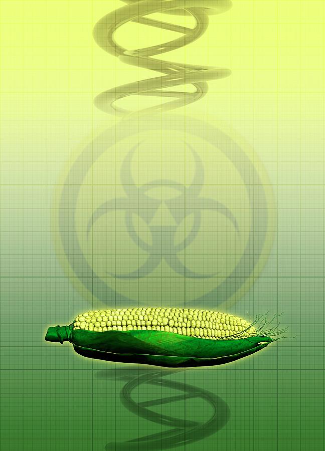 Sweet Corn With Dna Photograph by Victor Habbick Visions/science Photo ...