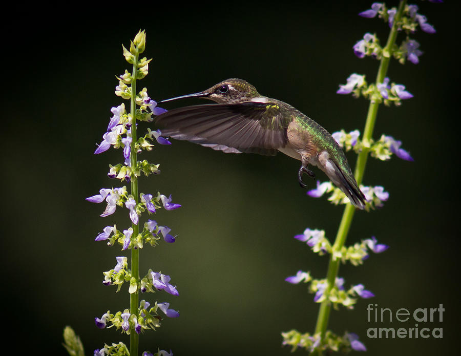 Sweet Nectar #1 Photograph by Douglas Stucky