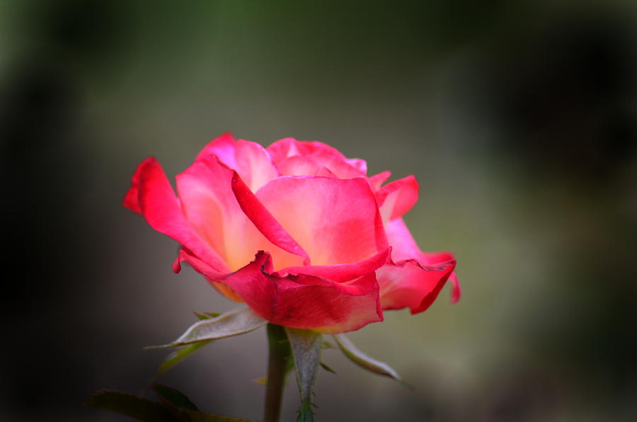 Sweet October Rose #1 Photograph by Maria Urso