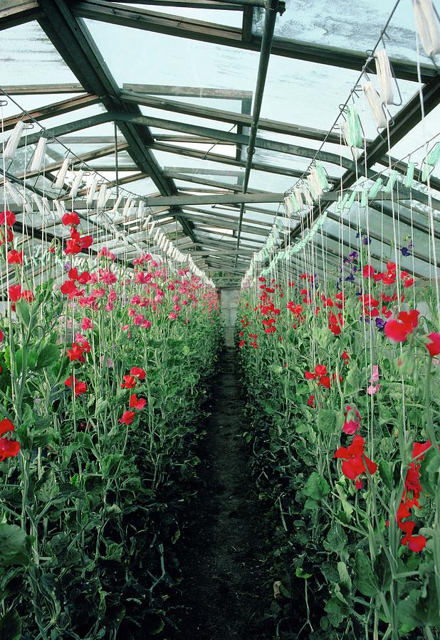 Sweet Pea Plants In A Greenhouse #1 Photograph by A C Seinet/science Photo Library