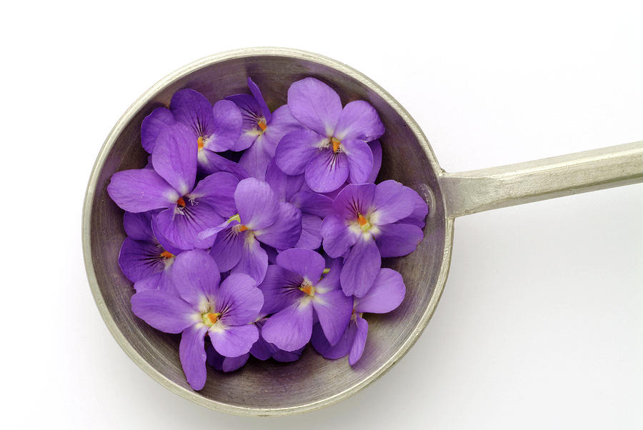 Nature Photograph - Sweet Violet Flowers (viola Odorata) #1 by Bildagentur-online/th Foto/science Photo Library