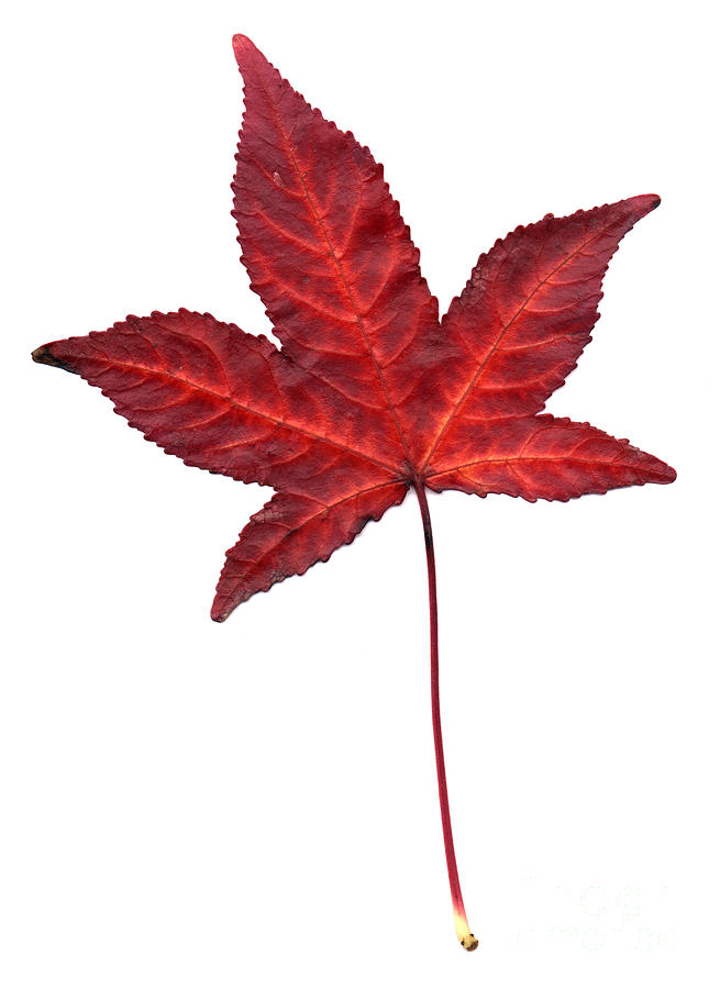 Sweetgum Leaf #1 Photograph by Scott Camazine